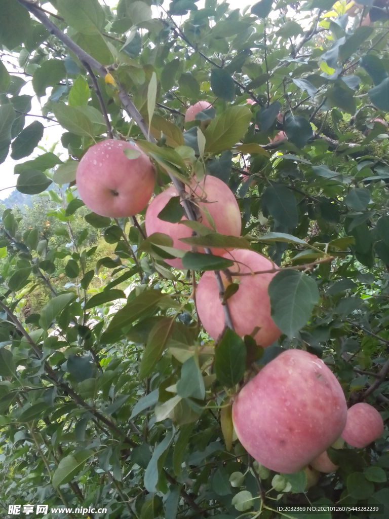 苹果