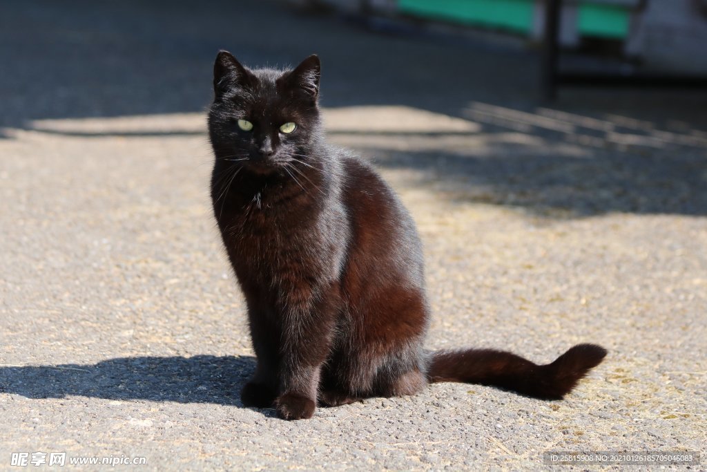 黑猫
