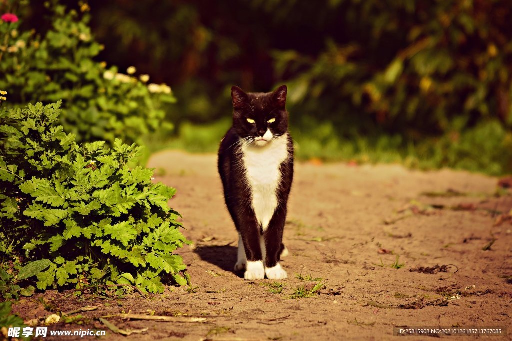 黑猫