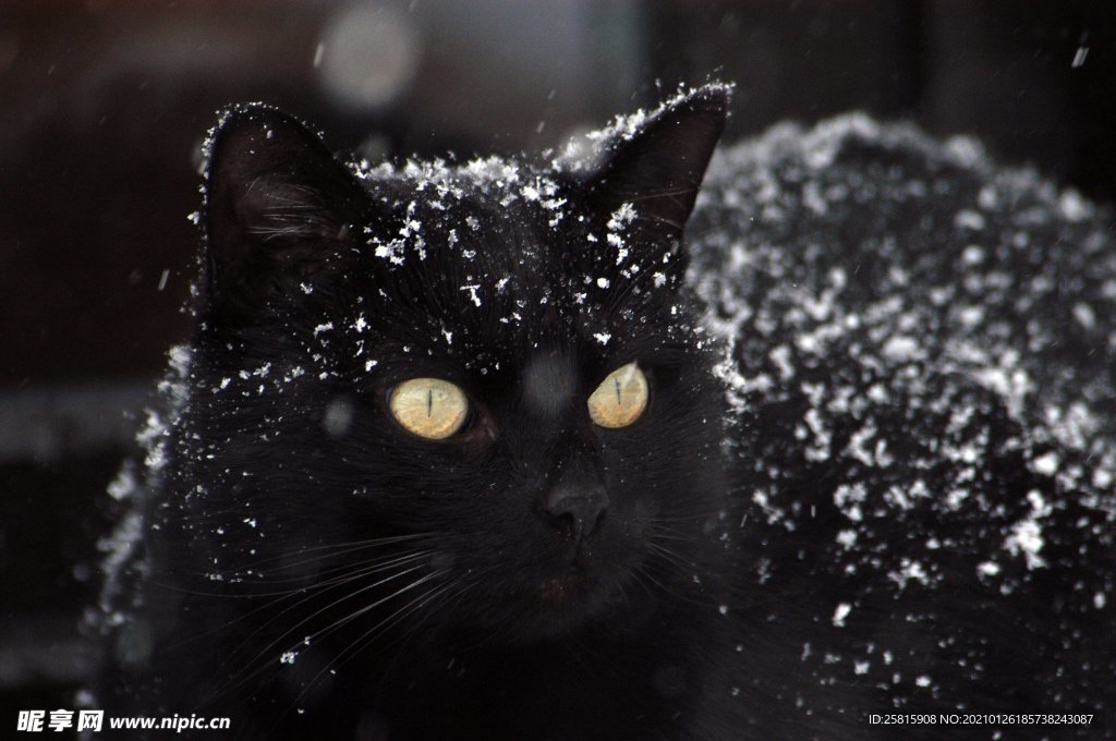 黑猫