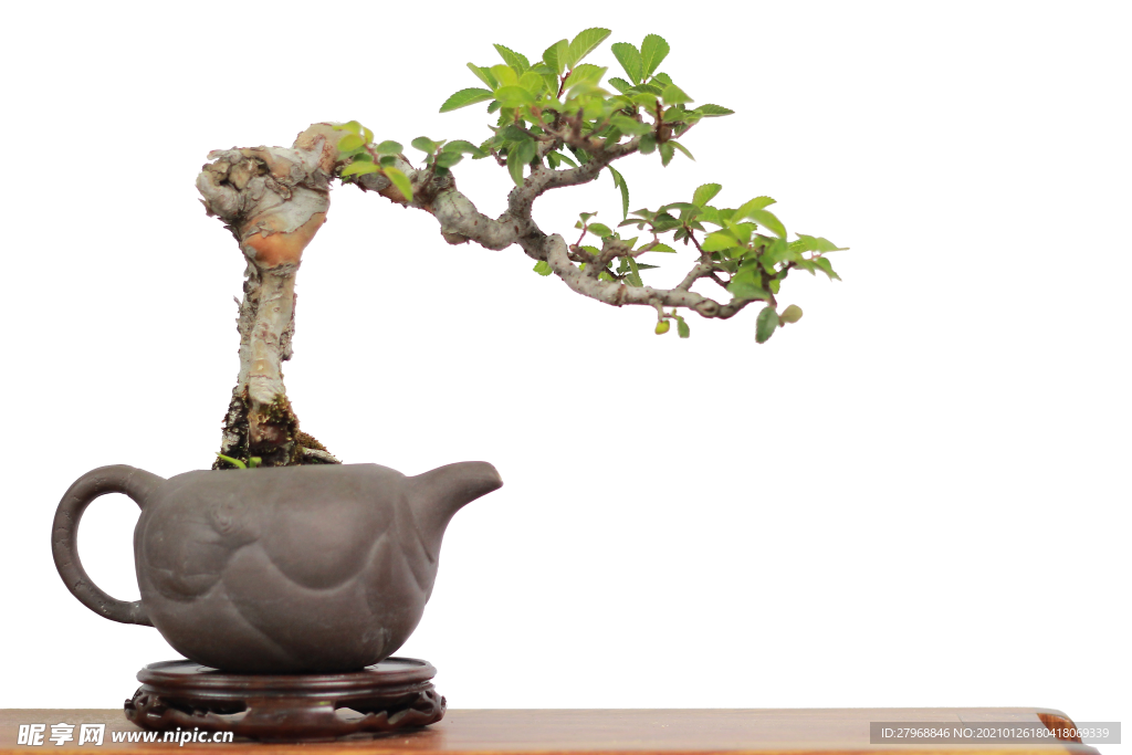 景观树