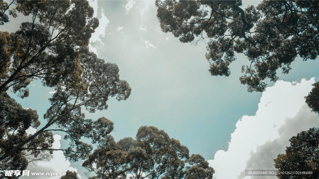 树
