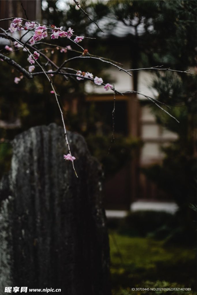 树
