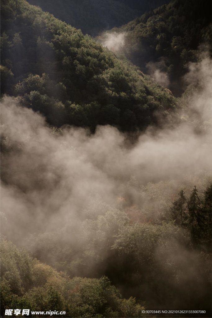 树