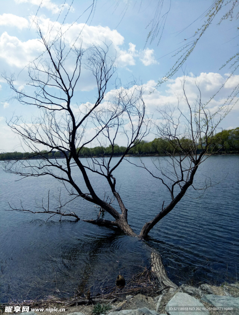 湖边枯树