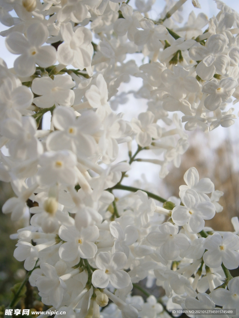 白丁香花