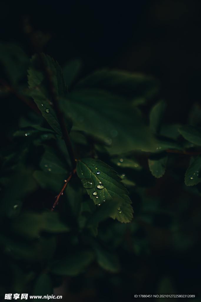绿叶