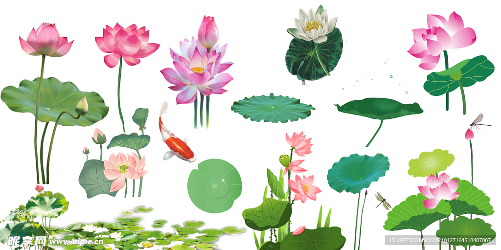 荷花