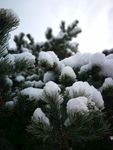 大雪