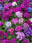 瓜叶菊