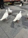 鸽子