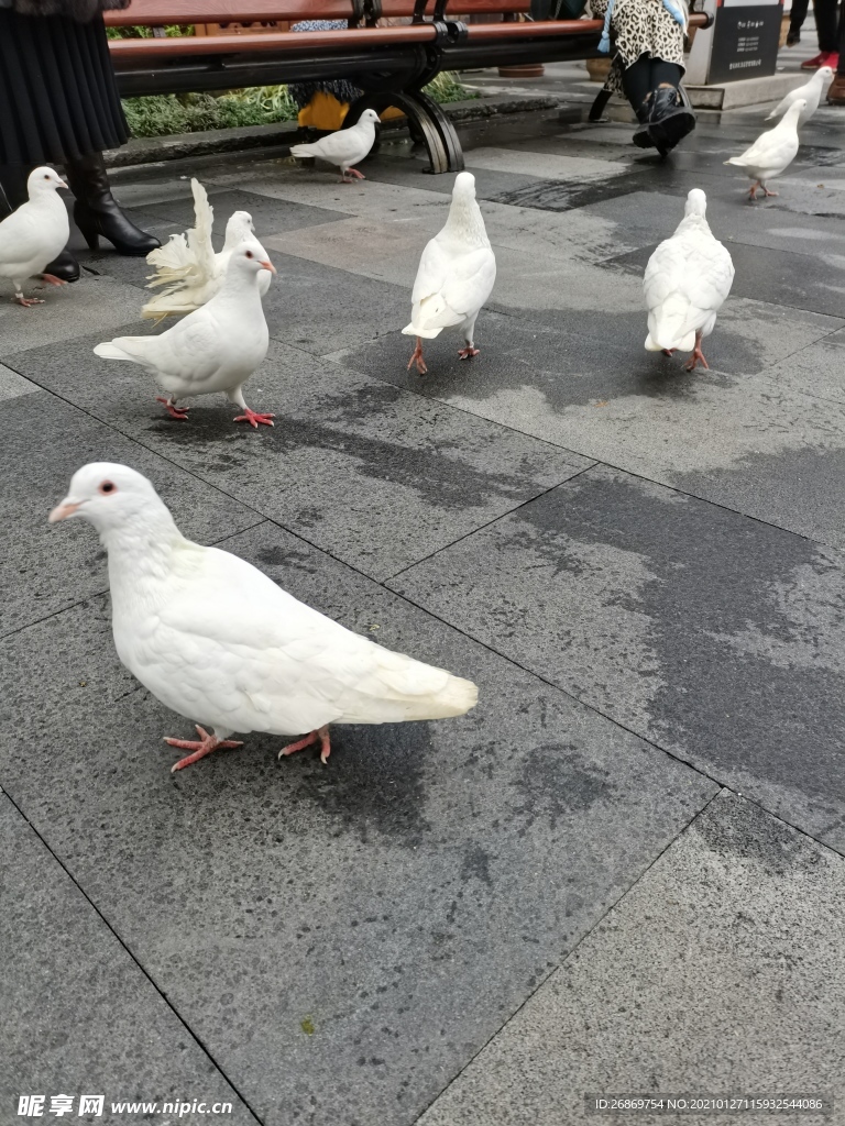 鸽子