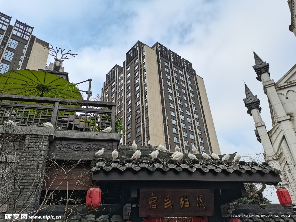 公园鸽子