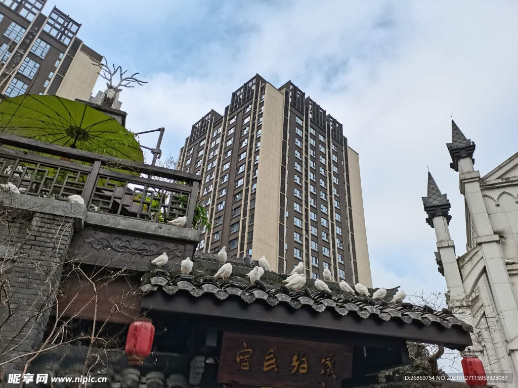 公园鸽子