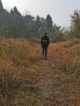 杂草