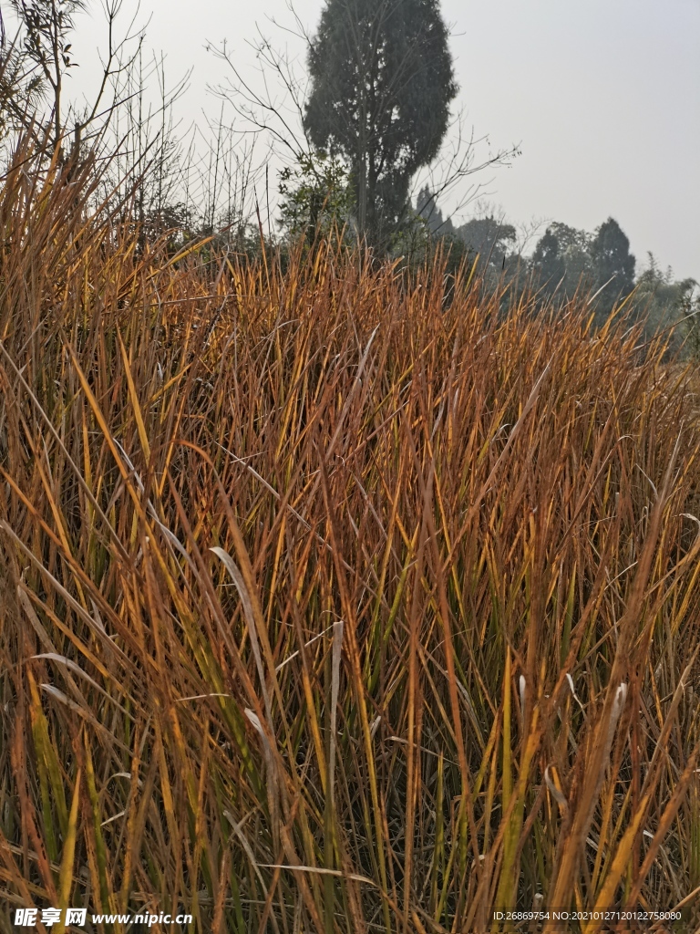 杂草