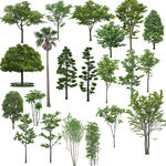 园林景观树木植物绿化图片