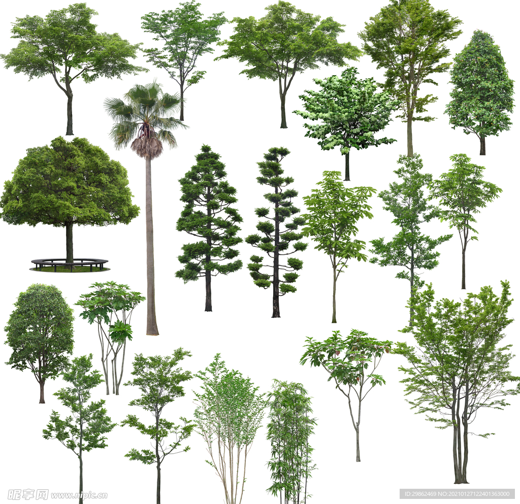 园林景观树木植物绿化图片