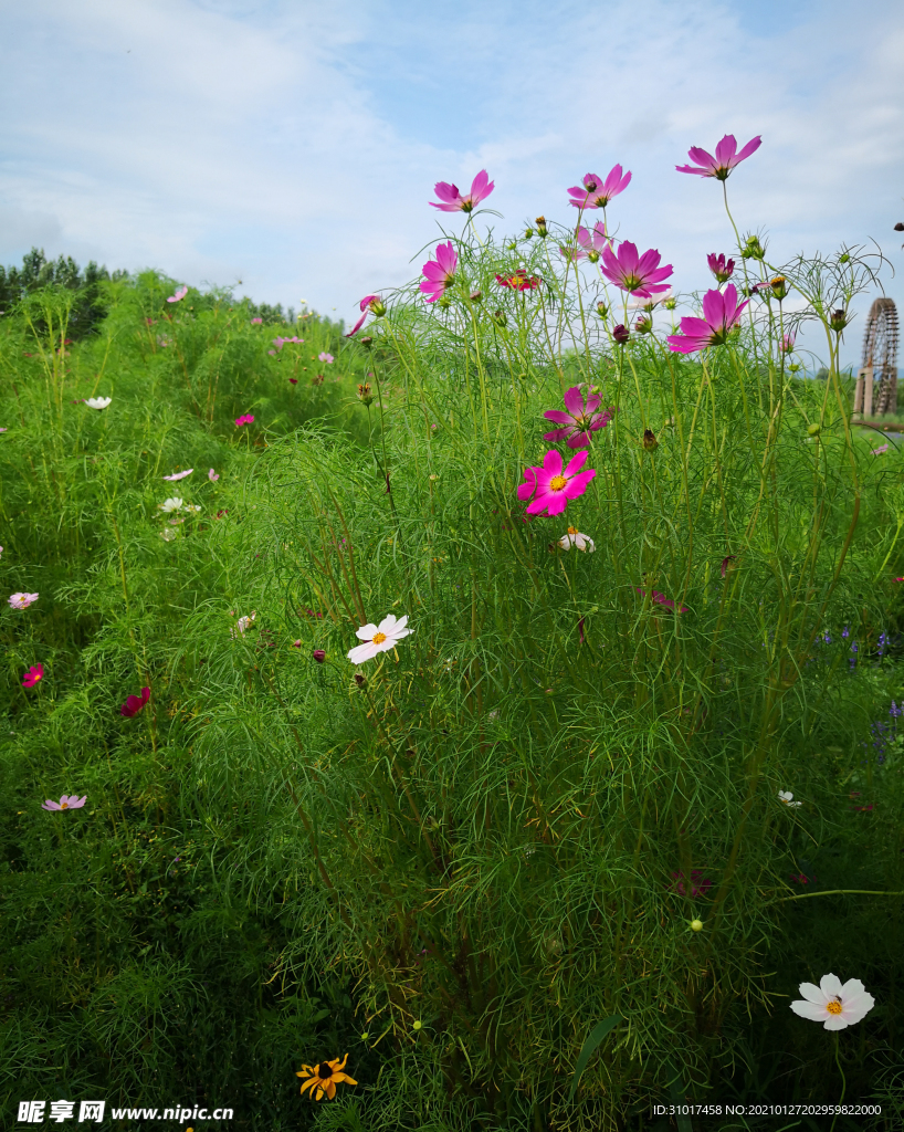 草地鲜花