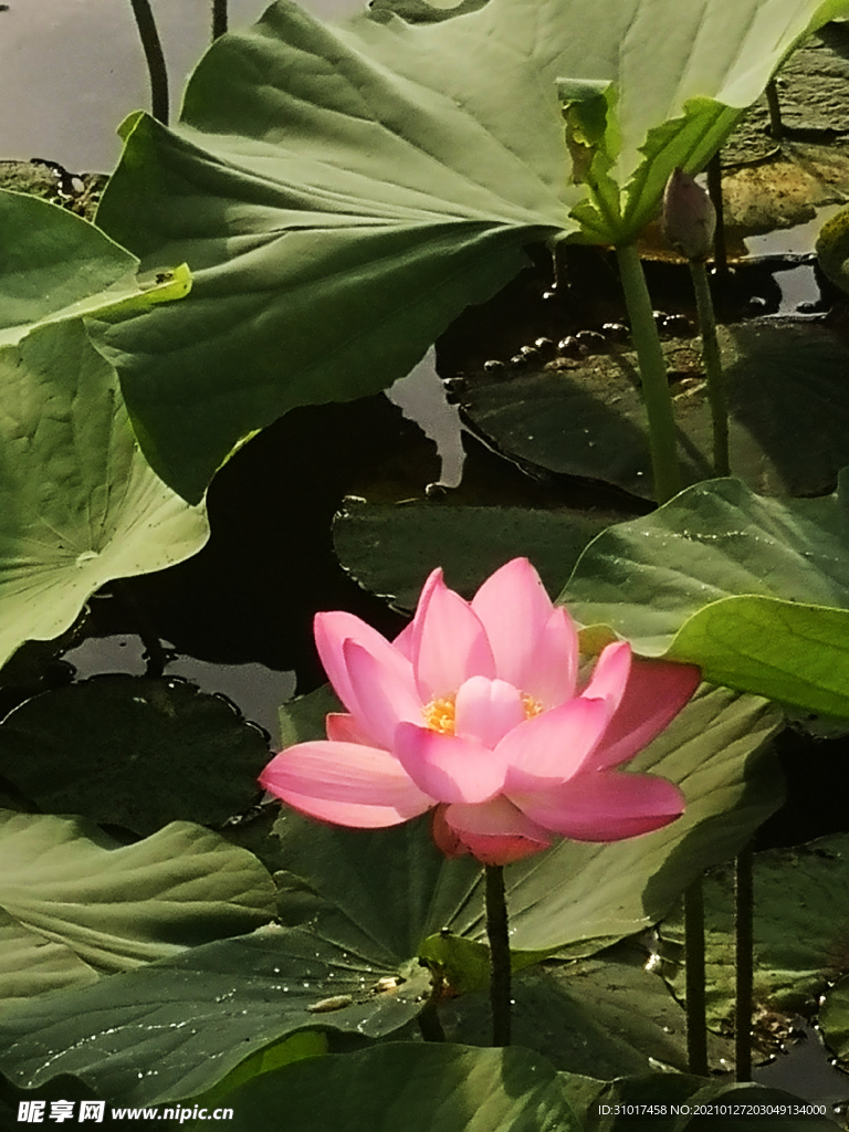 南湖荷叶莲花