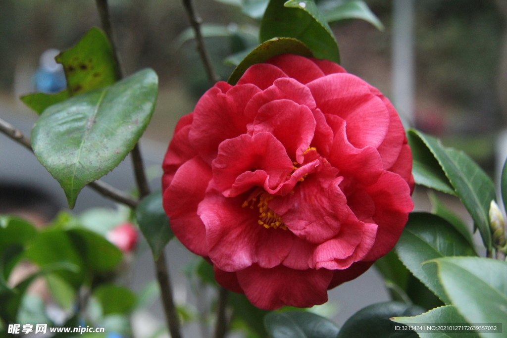 红色山茶花