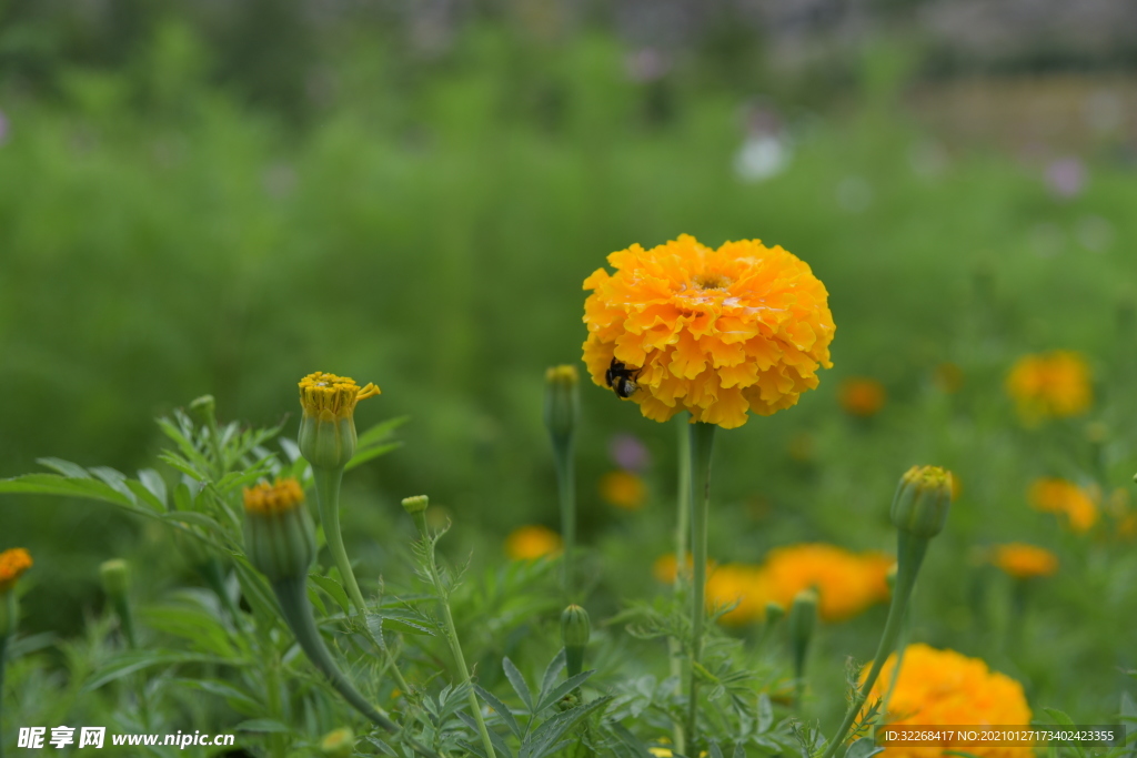 鲜花