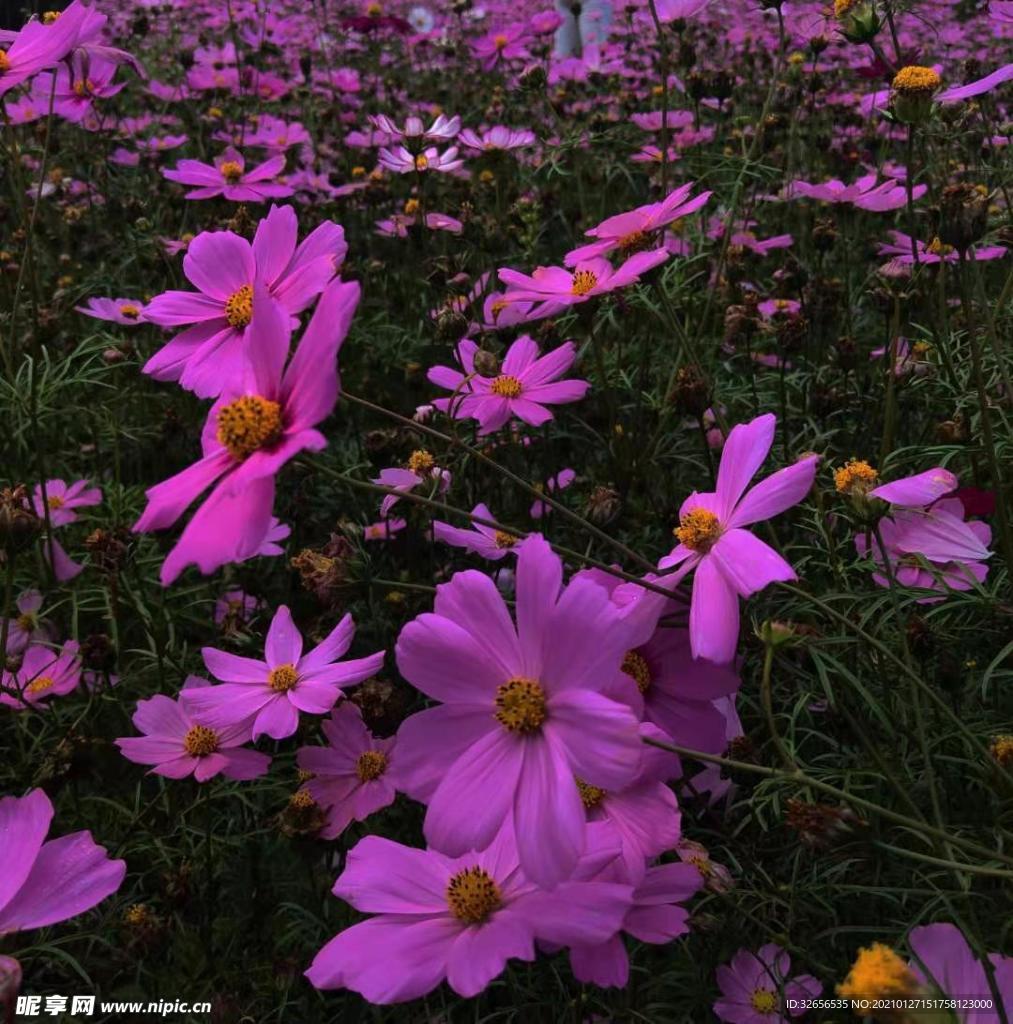 小邹菊