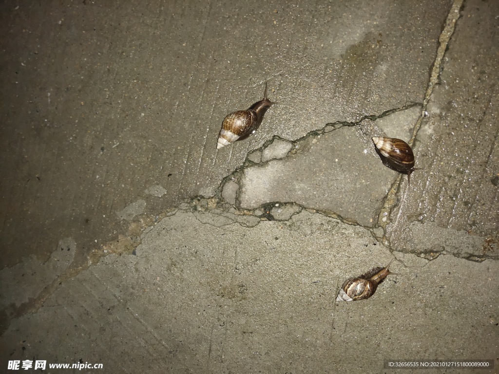 下过大雨的蜗牛