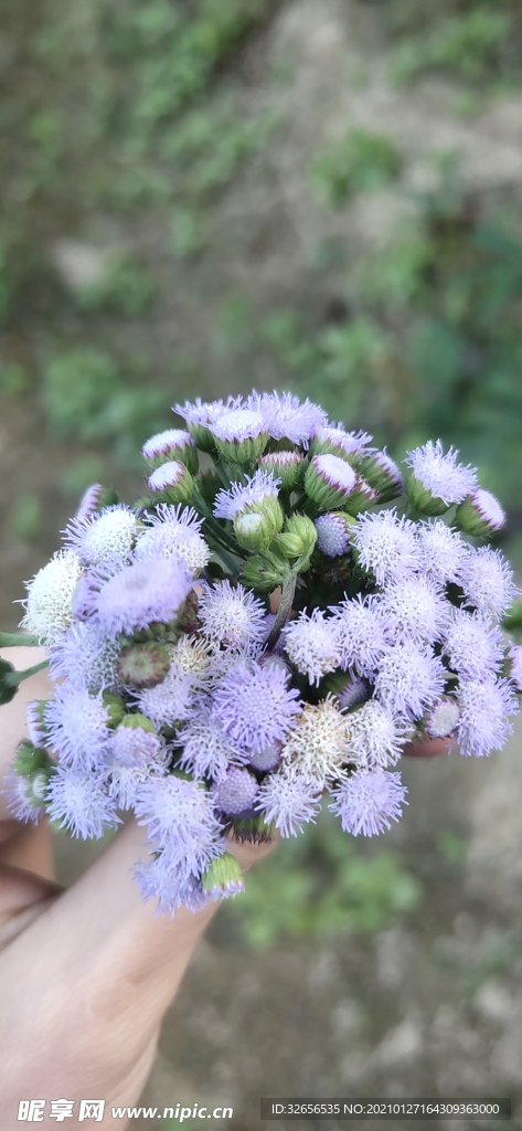 小野草