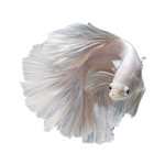 金鱼