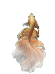 金鱼