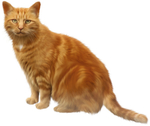 橘猫