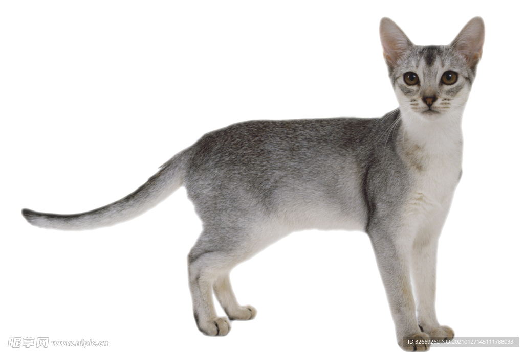 猫