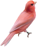 鸟
