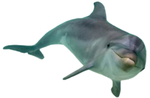 海豚