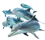 一群海豚
