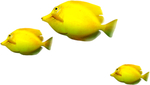 鱼