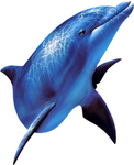 海豚