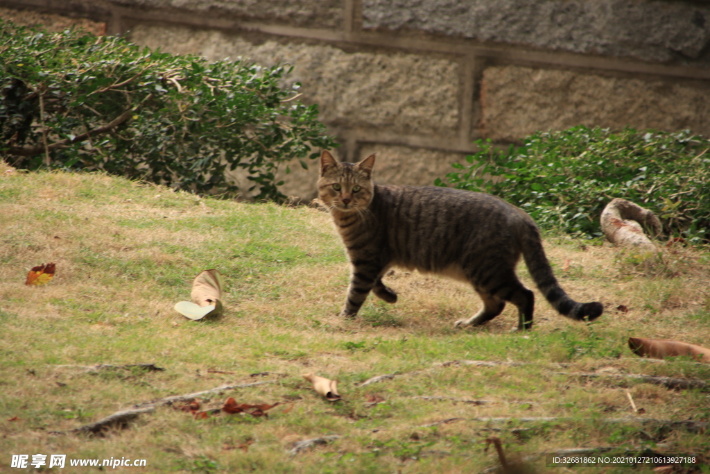 猫咪