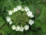 园林花灌木之天目琼花的花朵