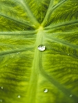 水珠