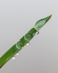 水珠