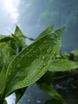水珠