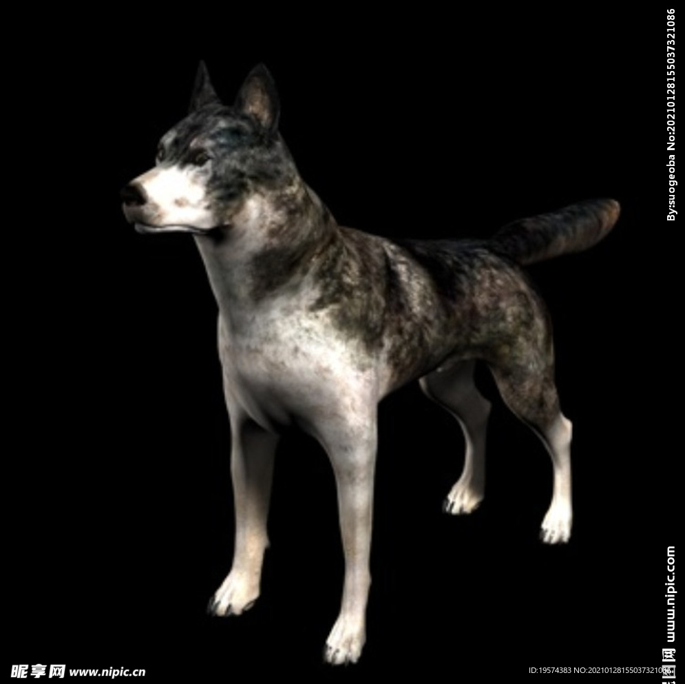 C4D模型 黑色狼犬