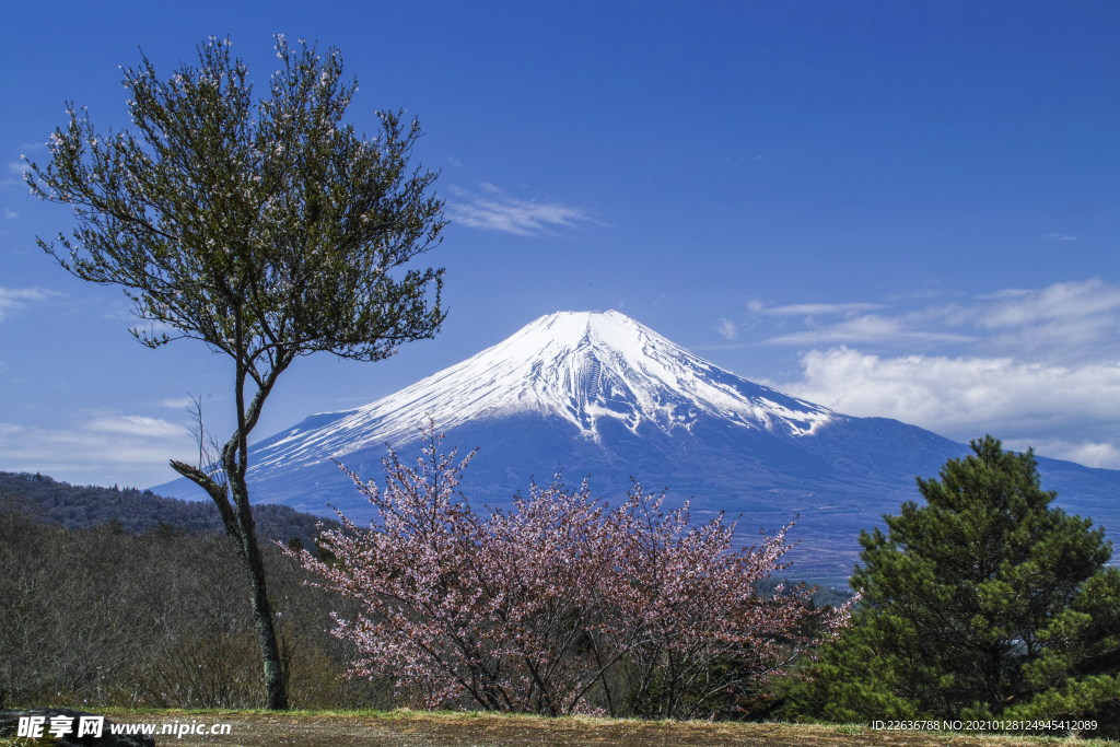 富士山