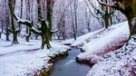 雪景