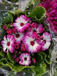 格桑花