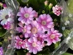 格桑花