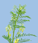 黄芪