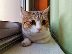 趴窗台的猫咪